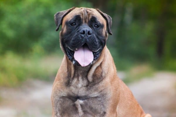 Bullmastiff sitting