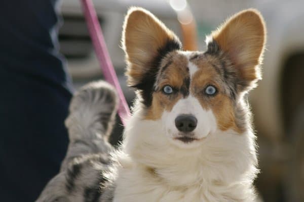 Cardigan Corgi with Blue Eyes