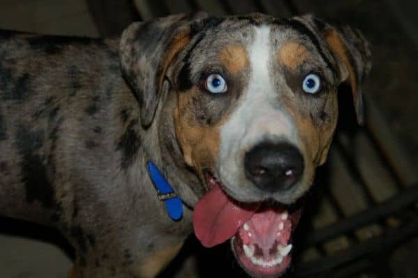 Catahoula Leopard Dog with tongue out and blue eyes