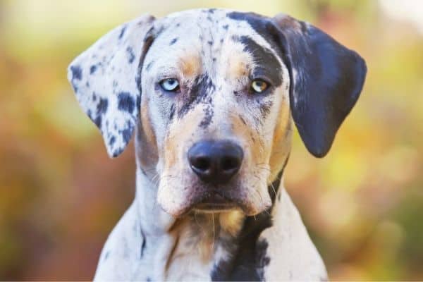 Catahoula Leopard Dog with blurred background