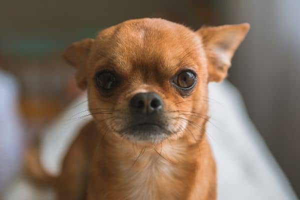 Chihuahua close up