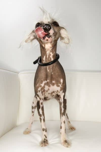 Hairless Chinese Crested with tongue out