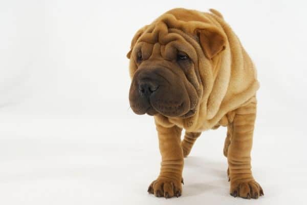 Very wrinkly Chinese Shar Pei