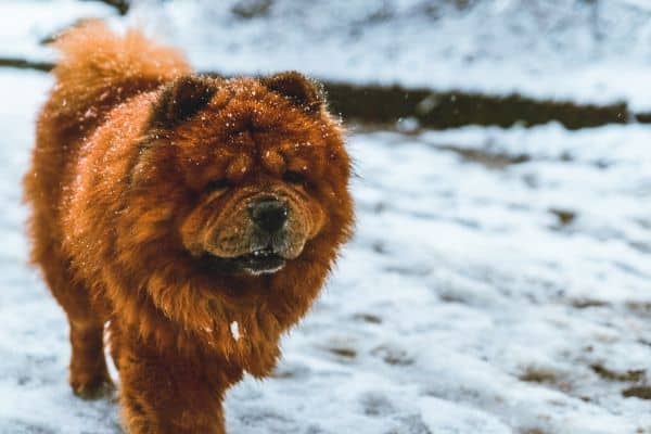 Chow Chow dog in the snow