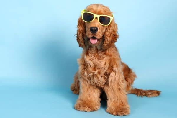 Cocker Spaniel wearing sun glasses