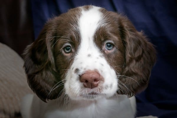 Cocker Spaniel puppy with blue eyes