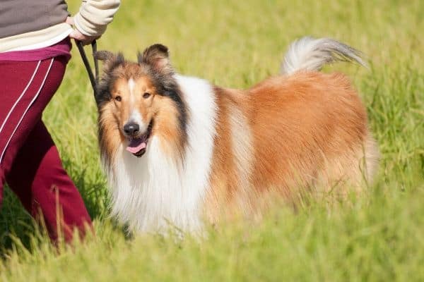 Collie in a field with owner