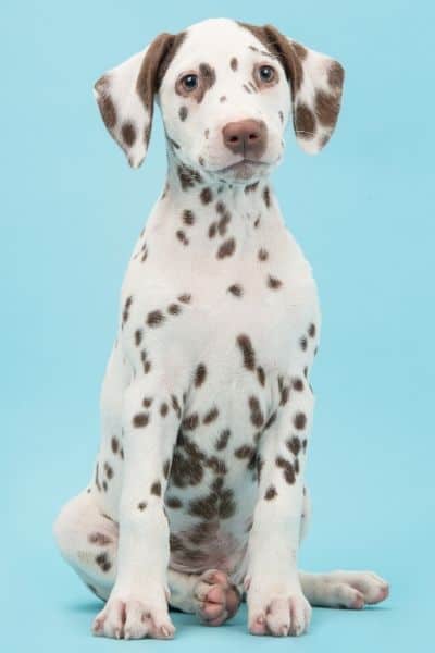 Dalmatian Puppy with light spots