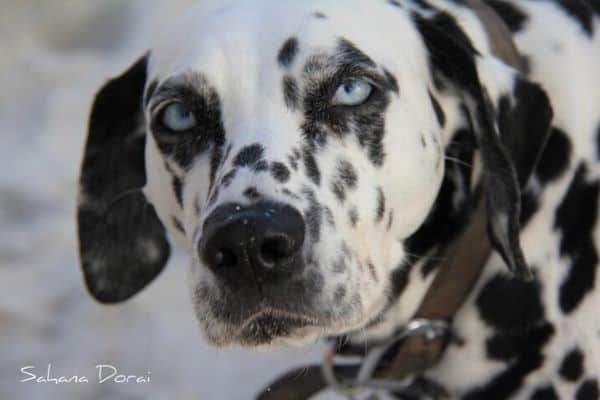 Dalmatian with Blue Eyes