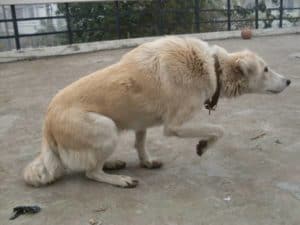 A dog exhibiting an aggressive and stalking posture