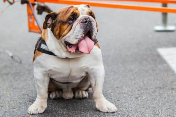Bulldog sitting on a sidewalk