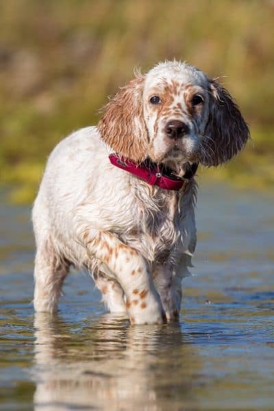 English Setter standing in a river