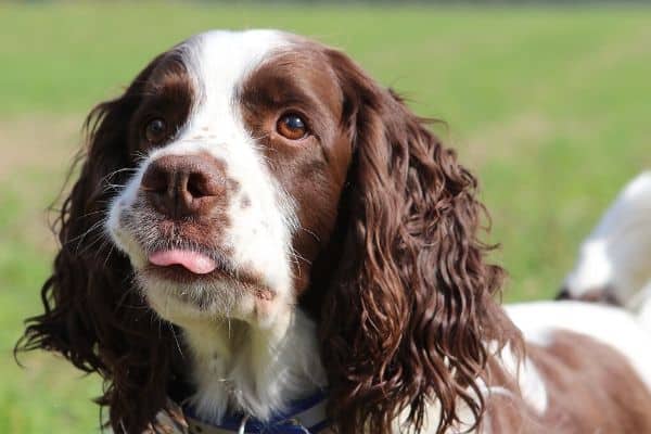 English Springer Spaniel with tongue out