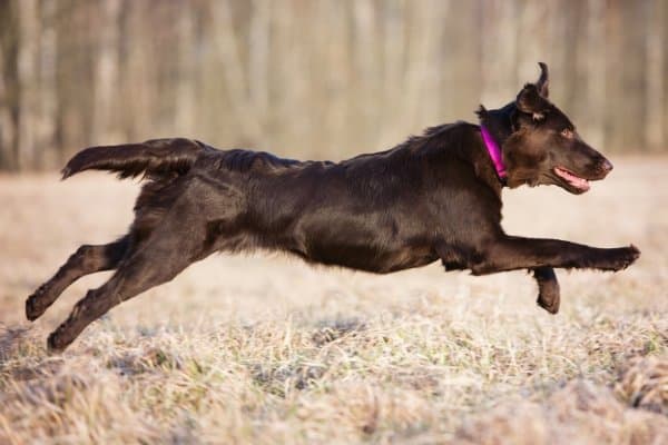 Flat-Coated Retriever in full sprint