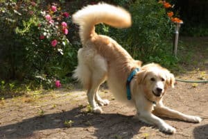 A dog in a playful, friendly, bowing stance