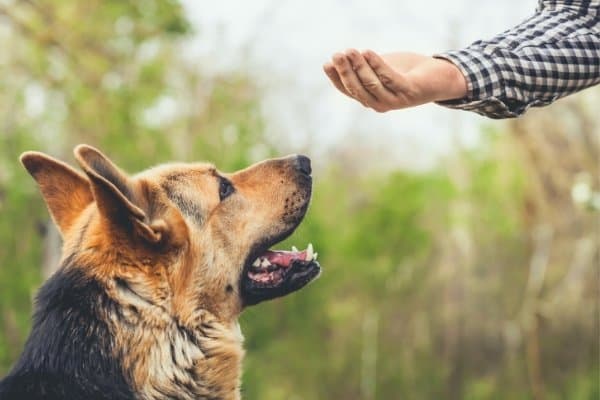 German Shepherd being trained