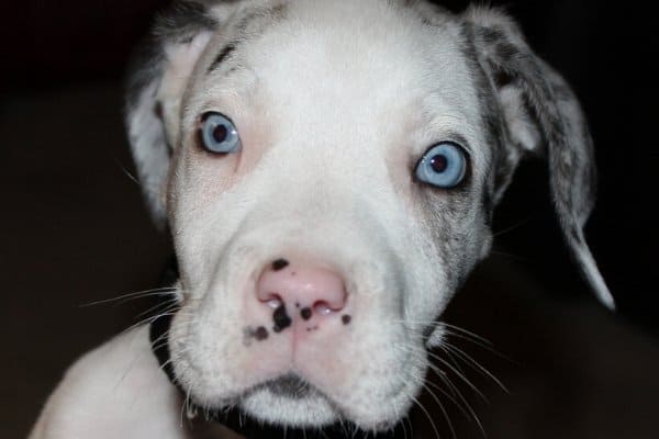 Great Dane with Blue Eyes