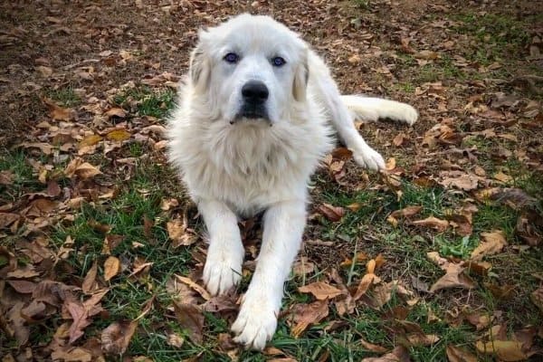 Great Pyrenees with Blue Eyes