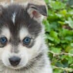 Pomsky puppy with blue eyes in garden