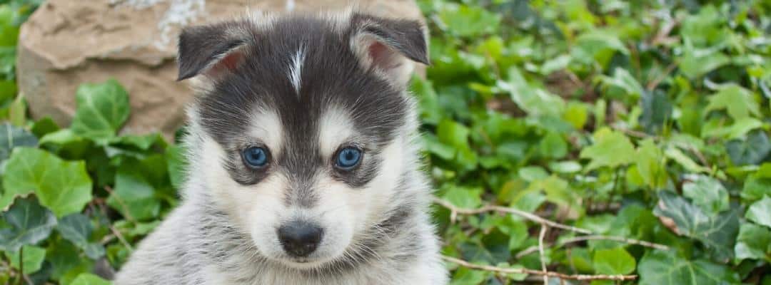 Pomsky puppy with blue eyes in garden