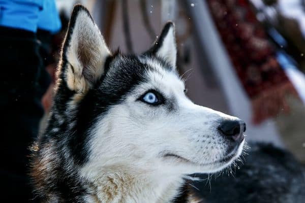 Blue Eyed Siberian Husky outside in winter