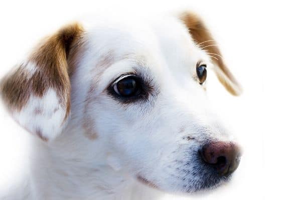 Jack Russell Terrier with spots on his ears