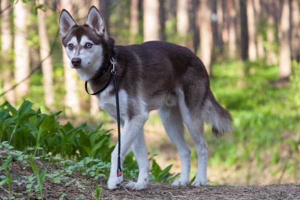 Alaskan Klee Kai with Blue Eyes