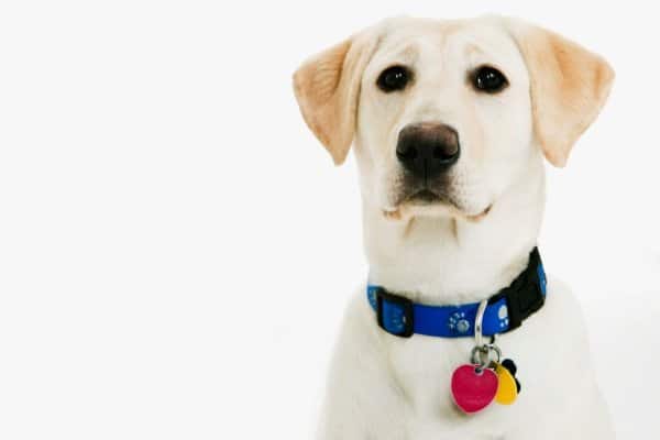 Yellow Labrador Retriever