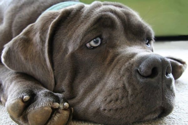 Mastiff with Blue Eyes