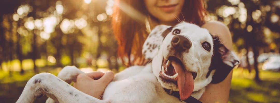 Loyal dog being help by its owner