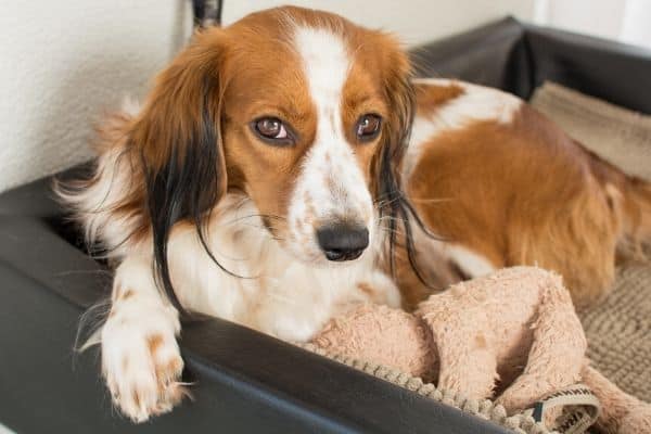 Kooikerhondje lounging in her bed