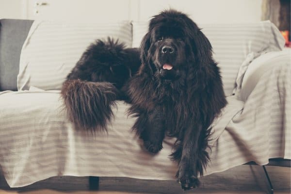 Newfoundland dog laying on couch