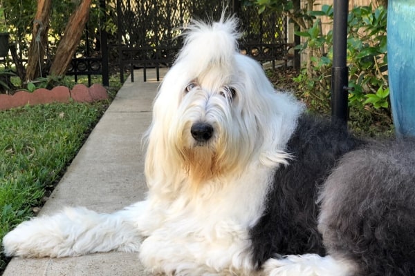 old english sheepdog blue eyes