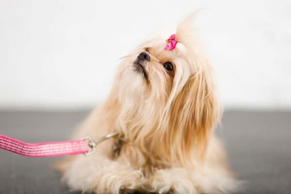 Pekingese with bow in hair