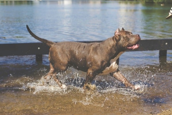 Pitbull Playing in the Water