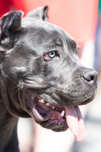 strong blue nose pitbull