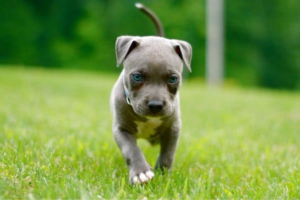 Pitbull Puppy with Blue Eyes
