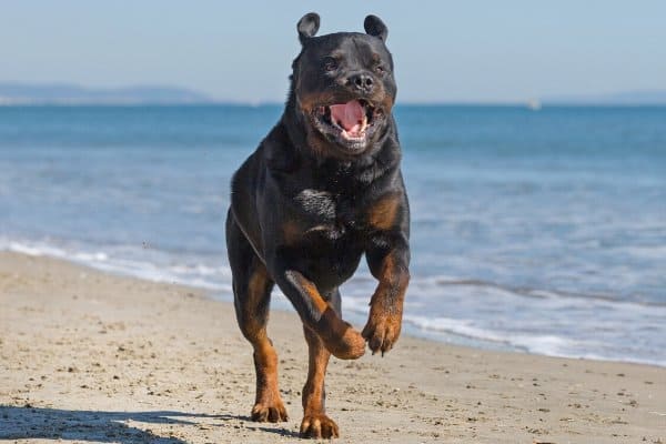 Rottweiler on Beach