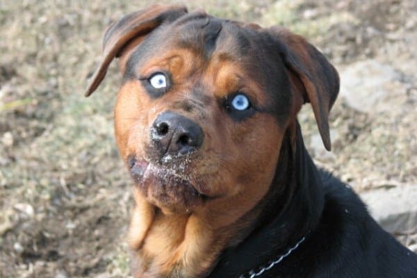 Rottweiler with Blue Eyes