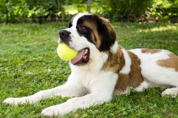 St. Bernard with ball in mouth