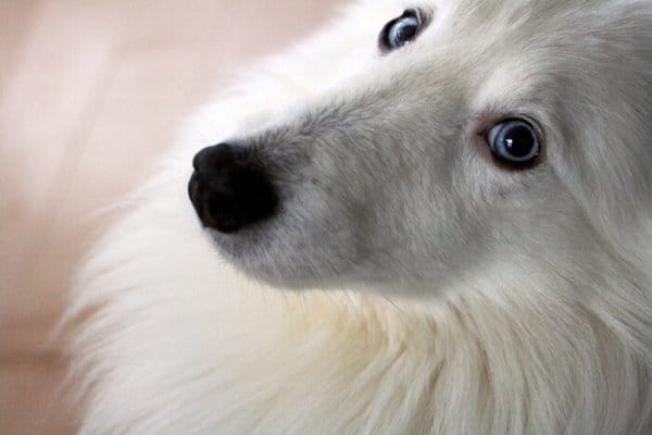 Shetland Sheepdog with Blue Eyes