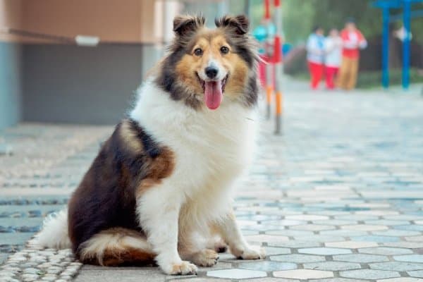 Shetland Sheepdog sitting downtown