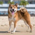 Find US Shiba Inu Breeders – A Complete List By State & Region