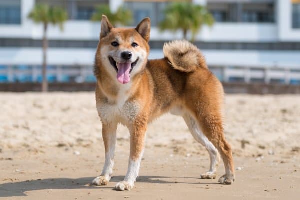 Find Us Shiba Inu Breeders A Complete List By State Region