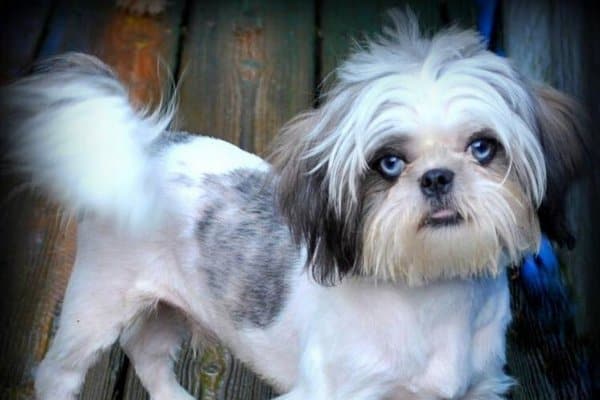 Shih Tzu with Blue Eyes