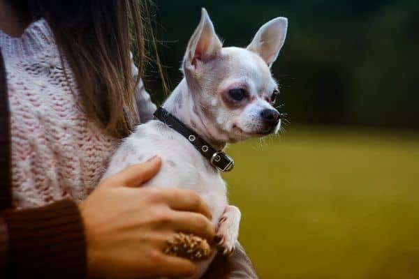 Spotted Chihuahua being help by her owner