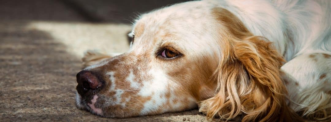 English Setter with Spotted Muzzle