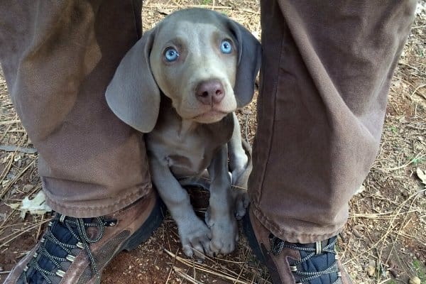 Weimaraner Puppy with Blue Eyes