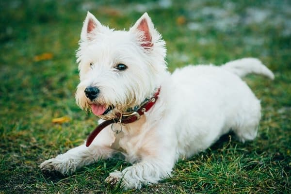 West Highland White Terrier laying down in grass