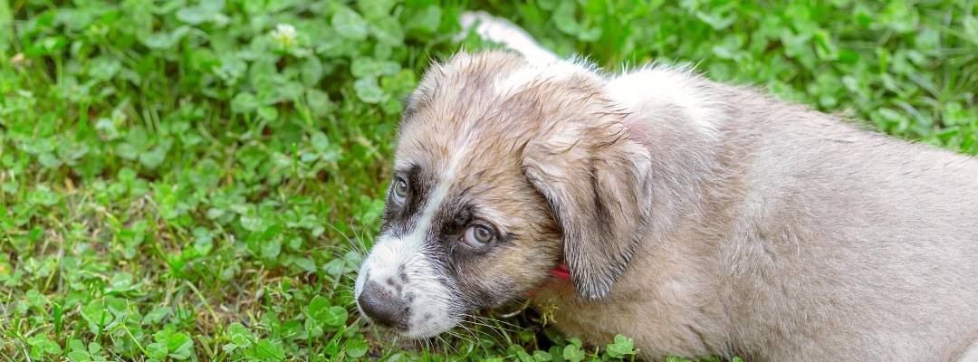Puppy laying outside in the grass